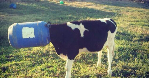 animals-stuck-in-odd-places-but-dont-seem-to-mind