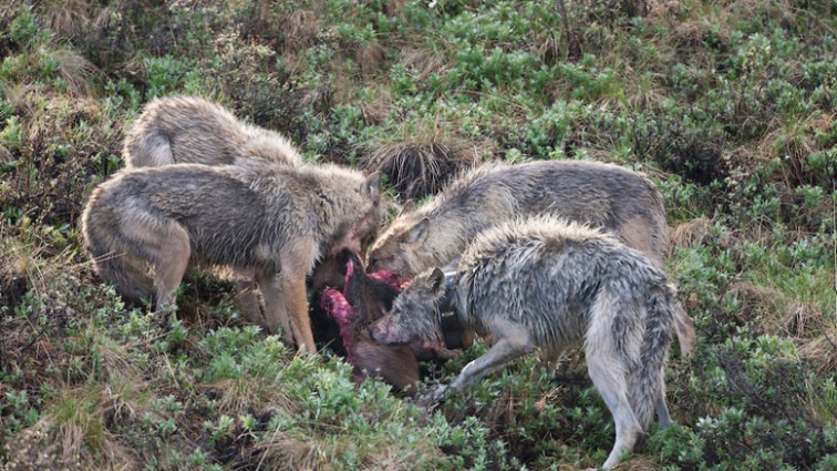Wolf pack feed on moose calf