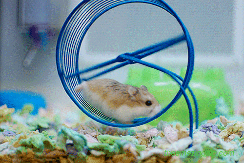 hamster
